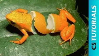 Orange Frog Peel - Photo Manipulation Tutorial (