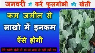 जनवरी में करें फूलगोभी की उन्नत खेती कम जमीन से लाखो रूपए ऐंसे कमाएं | cauliflower farming