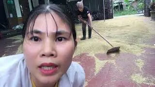 Hướng đẫn cách cào lúa và phơi lúa