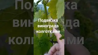 Подвязка винограда колготками