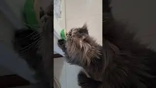 cute fat persian cat and catnip 🤦‍♀️😅😁 پرشین کت چاق و کت نیپ