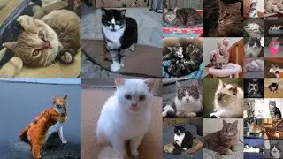 #cat  #catlover #aicat  #cuteanimal #kittenslovers #cutecat #loveforkittes #foryou #cutepet #cute