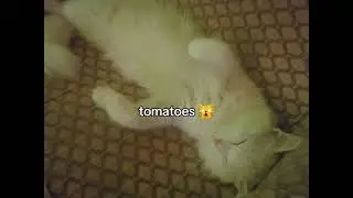 potatoes 😣