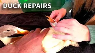 Duck’s Broken Leg Fixed!