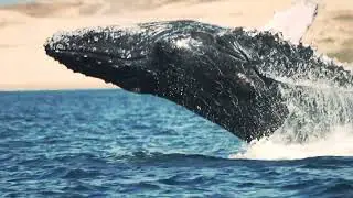 Whale Watching in Cabo San Lucas, Mexico