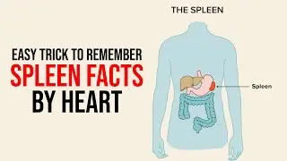 Easy Trick to Remember Spleen Facts | Medical - ETEA - NEET| Learning With Khan