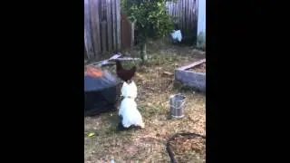 Westie chasing chicken