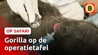 Komt een gorilla bij de dokter... 🦍 | Op Safari