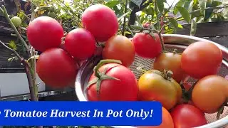 Magtanim ng kamatis sa Paso para tayo ay may aanihin #Magtanimngkamatis