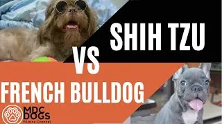 French Bulldog Annoying Shih Tzu for Ball