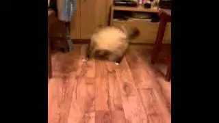 Кот-волчок
