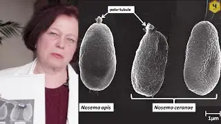 Nosema ceranae