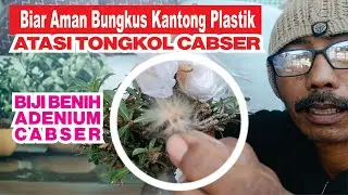BIJI BENIH ADENIUM CABSER, cabangseribu