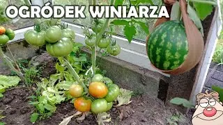 Ogród winiarza! Mój pierwszy arbuz w życiu! i pomidorki!