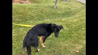 Dog walking