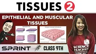 Tissues 02 | Animal Tissues | Epithelial and Muscular Tissues | Class 9 | NCERT | Sprint