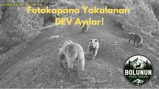 Fotokapana Yakalanan DEV Ayılar! (Bolu Ormanları)