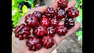 Tropical Black Cherries! Create a living wall of tropical fruit as a privacy screen!