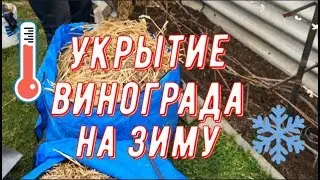 How to shelter a grape bush for the winter? Easily! Vineyard of Vadim Tochilin