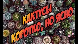 Уход за кактусом. Все о  кактусах.  Краткий Обзор.