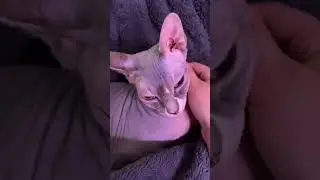 New cuteness aggression level unlocked: law enforcement #shorts #sphynxcat