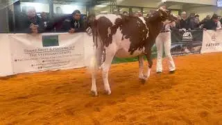 Red & White Junior Champion