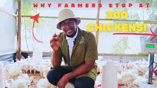 Why Small-Scale Farmers Rarely Raise 1,000 Chickens (And How We Tried)