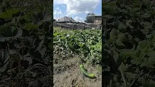 деревня #бабушка