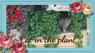Funny Cat playing hide and seek inside the Plant