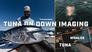 Finding Bluefin Tuna Around Whales with Sonar | Tuna Fishing