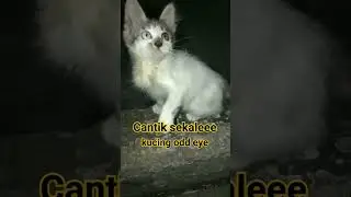 Kucing odd eye 👀 || cantik sekaleee #shortsvideo #shorts #oddeye