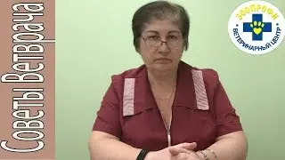 СОБАКА ПОРЕЗАЛА ЛАПУ? ИЛИ ПОДРАЛАСЬ? КАК ПРАВИЛЬНО ОБРАБАТЫВАТЬ РАЗНЫЕ ВИДЫ РАН?