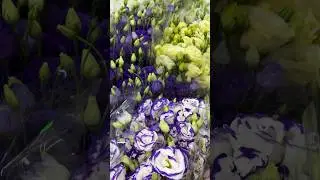 Готуємося до Дня знань разом з ринком "Шувар» ☺️📚