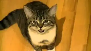Смешной котёнок   позитив на весь день