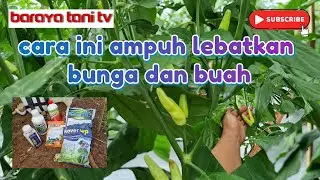 FLOWER AND FRUIT BOOSTER APPLICATION!!! THIS METHOD MAKES CHILI PLANTS LUSH AND CLUSTERED