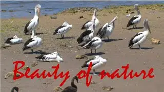 The Beauty of Nature