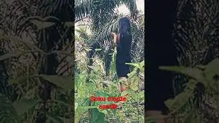 keseharian gadis mante cantik di hutan rimba