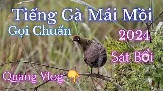 Tiếng Gà Mái Rừng | Âm Thanh Chuẩn | Gọi Sung | เสียงไก่ล่าเหยื่อ | 2024