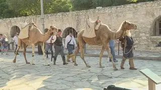 Texas Camel Corps educates visitors on using camels at the Alamo in the 1850's