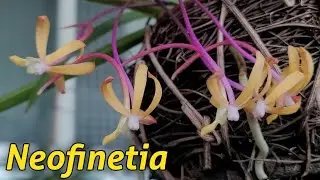 Neofinetia сезонное цветение. 2024г.