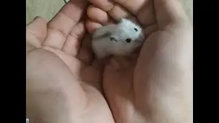 Хитрый хомячок Бусинка пытается сбежать .