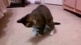Kitty Porn