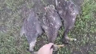 Duck hunting with approach 4 2016