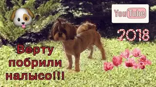 Собаку ши-тцу побрили налысо! / Стригли 5 часов!!!