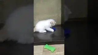 Грайливий котик екзотик #розплідник #екзот #екзоти #кошеня #кошенята