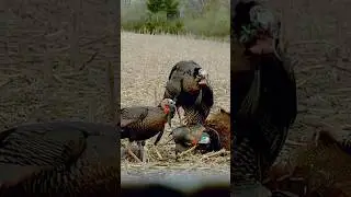 The CRAZIEST Turkey Shot EVER 😳🤯 