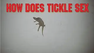 How does tickle sex@Tickle Kitty, Inc.
