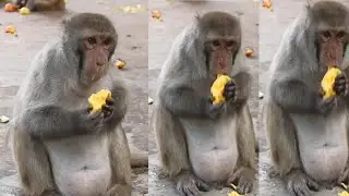 Mother eat mango to care her baby in baly ||  BiBi monkey plays friendly with Mom