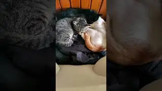 КОШАЧИЙ МАРАФОН ЗАВЕРШЕН: Усатые бродяги добрались до родных диванов" 🐱🏃‍♂️🏠