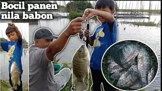Mantap....! Bocil mancing ikan nila babon umpan lumut